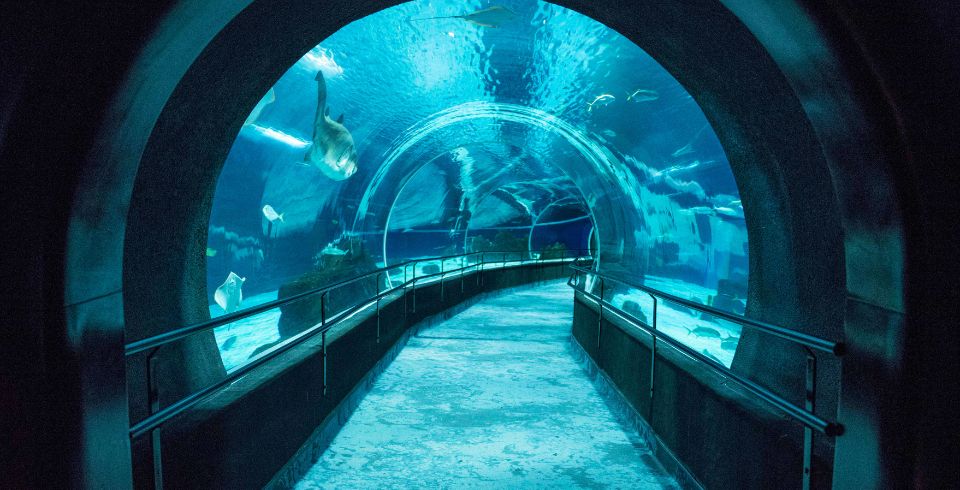 Half Day AquaRio - Saindo do Rio de Janeiro