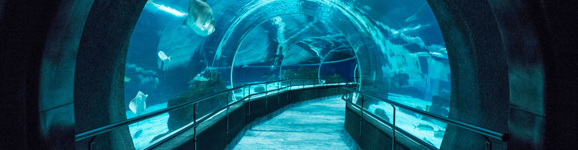 Half Day AquaRio - Saindo do Rio de Janeiro