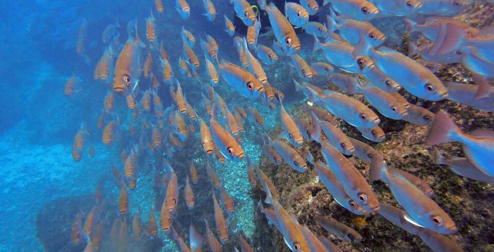 Mergulho Embarcado - Saindo de Búzios